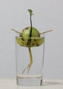 Avocado seed with new sprouting and roots