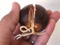 Avocado seed sprouting roots