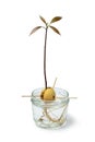 Avocado seedling in water Royalty Free Stock Photo