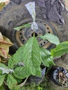 avocado seeds in the process of grafting against the background of car tires and flower leaves