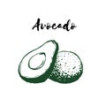 Avocado sketch ink vector illustration