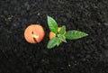 Avocado sprout and germinated seed from soil Royalty Free Stock Photo