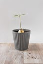 Avocado sprout with green young leaves in a gray ceramic pot. Growing avocado tree from seed at home. Royalty Free Stock Photo