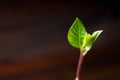 The avocado sprout grows from the seed in a glass of water. A living plant with leaves, the beginning of life on a wooden table. Royalty Free Stock Photo