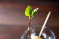 The avocado sprout grows from the seed in a glass of water. A living plant with leaves, the beginning of life on a wooden table. Royalty Free Stock Photo