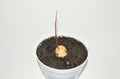 avocado sprout without leaves in a flower pot on a white background Royalty Free Stock Photo