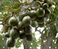 Avocado tree Royalty Free Stock Photo