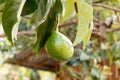 Avocado,tree and fruits on tree and on a natural background. Royalty Free Stock Photo