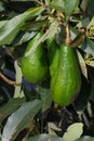 Avocado tree, avocados ripe on the tree, this plant grown in tropical part 3