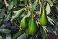 Avocado tree, avocados ripe on the tree, this plant grown in tropical part 2