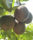 Avocado, avocado tree, fruit, weight loss, bland, oily taste