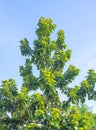 Avocado tree without fruits