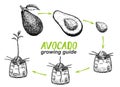 Avocado tree growing guide. How to grow an avocado from seed. Avocado fruit, seed, sprout and tree. Vector illustration Royalty Free Stock Photo