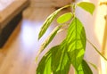 Avocado tree grown at home. Fresh, green avocado leaves close-up.. Royalty Free Stock Photo