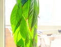 Avocado tree grown at home. Fresh, green avocado leaves close-up.. Royalty Free Stock Photo