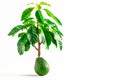 Avocado tree isolated on white background with copy space