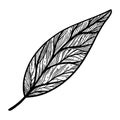 Avocado tree leaf vector icon. Hand drawn sketch of summer tropical plant. Leaf of a garden tree on a branch, with veins