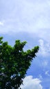 Avocado tree with blue sky background