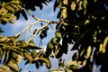 Avocado tree with many fruits Royalty Free Stock Photo