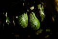 Avocado tree with many fruits hanging from its branches in the sun Royalty Free Stock Photo