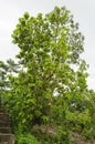 Avocado Tree With Mature Fruit Royalty Free Stock Photo