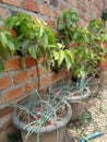 avocado tree planted in a pot