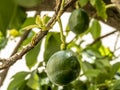 Avocado fruit on tree in Brazil