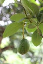Avocado on the tree, thai fruit,thailand Royalty Free Stock Photo