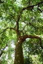 Avocado tree trunk and canopy