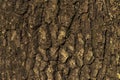 avocado tree trunk wood texture background in Brazil.