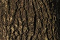 avocado tree trunk wood texture background in Brazil.