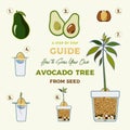 Avocado tree vector growing guide poster. Green simple instruction to grow avocado tree from seed. Avocado life cycle Royalty Free Stock Photo