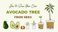 Avocado tree vector growing guide poster. Green simple instruction to grow avocado tree from seed. Avocado life cycle Royalty Free Stock Photo