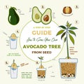 Avocado tree vector growing guide poster. Green simple instruction to grow avocado tree from seed. Avocado life cycle Royalty Free Stock Photo