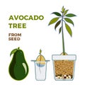 Avocado tree vector growing guide poster. Green simple instruction to grow avocado tree from seed. Avocado life cycle Royalty Free Stock Photo