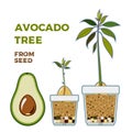 Avocado tree vector growing guide poster. Green simple instruction to grow avocado tree from seed. Avocado life cycle Royalty Free Stock Photo