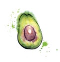 Avocado watercolor illustration in wet style