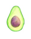 Avocado watercolor illustration on white background. Trendy Green Avocado design template illustration. Food watercolour colorful