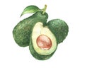 The avocado watercolor painting watercolor
