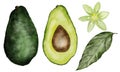 Avocado watercolor set, hand drawn realistic illustration. Whole and ripe fruit, half, flower and leaf on an isolated Royalty Free Stock Photo