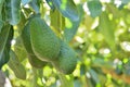 Avocados fruit in a branch of a avocado tree Royalty Free Stock Photo