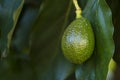 Avocados Closeup, Kenya Royalty Free Stock Photo