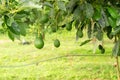 Avocados tree Royalty Free Stock Photo