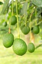 Avocados tree