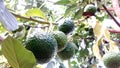 Avocados growing on the tree, avocado plant with many fruits Royalty Free Stock Photo