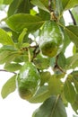 Avocados growing on tree Royalty Free Stock Photo