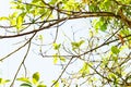 Avocados growing on tree in orchard, young tree bearing fruit, avocado on tree,low angle view Royalty Free Stock Photo