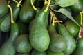 Avocados tree fruit close up. Royalty Free Stock Photo