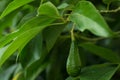 The avocados on the tree.,Green leaves and bokeh light on the b Royalty Free Stock Photo