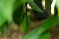 The avocados on the tree.,Green leaves and bokeh light on the b Royalty Free Stock Photo